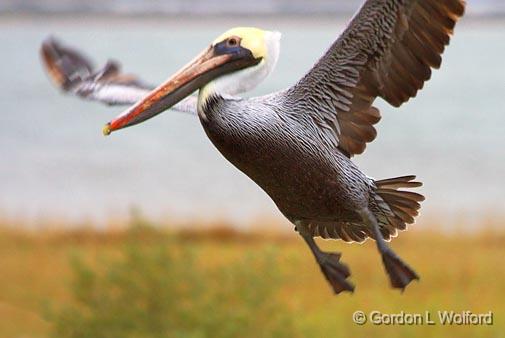 Pelican Taking Wing_31347.jpg - Brown Pelican (Pelecanus occidentalis) photographed along the Gulf coast near Port Lavaca, Texas, USA.